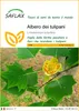 SAFLAX  - Albero dei tulipani  - 20 semi - Liriodendron Anteprima dell’immagine prodotto 1