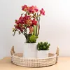 Kolibri Orchids | rote  Schmetterlings-Orchidee - Kongo - Produktbild-Vorschau 4