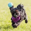 Chuckit! Hundespielzeug Fetch Ball, Größe: M Produktbild-Vorschau 5
