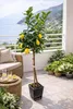 Amalfitano Zitronenbaum 120–140 cm im Topf – Echter Citrus Produktbild-Vorschau 1