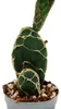 Cactus cobra - Opuntia reticulata « Cobra » - un cactus Voir les images du produit 2