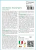 SAFLAX  - Cedro libanese - 20 semi - Cedrus Anteprima dell’immagine prodotto 3