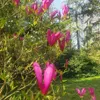 Magnolia Susan 2L Podgląd zdjęcia produktu 8