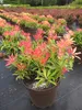 Pieris japonica Forest Flame - japanische Lavendelheide - Produktbild-Vorschau 1