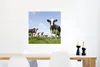 MuchoWow® Poster Kühe - Gras - Tiere - Sonne - Bauernhof Produktbild-Vorschau 5