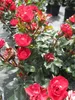 Rosa Zepeti ® - Beetrose Zepeti ® - Meibenbino ® - Meilland Produktbild-Vorschau 3