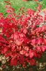 Euonymus alatus, Flügel-Spindelstrauch, 40–60 cm, leuchtend Produktbild-Vorschau 11
