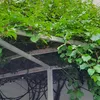 Mini-Kiwi Kokuwa Kletterpflanze, selbstfruchtend, Reifezeit Produktbild-Vorschau 3
