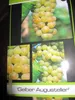 Vitis vinifera Gelber Augusteller - Weintraube Gelber Produktbild-Vorschau 3
