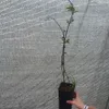 Hydrangea paniculata bílá a růžová 2L Náhled obrázku produktu 2