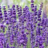 Bloomique - Zestaw 6 sztuk - Lavandula Angustifolia ‘Dwarf Podgląd zdjęcia produktu 3
