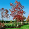 Betula pendula 'Royal Frost', Hängebirke, rotbraune Produktbild-Vorschau 1
