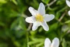 Anemone nemorosa, Buschwindröschen, weiß, ca. 9x9 cm Topf Produktbild-Vorschau 5