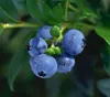 Dehner Heidelbeere Hortblue Petite®, süsse blaue Früchte, Produktbild-Vorschau 4