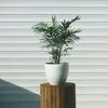 Bergpalme - 3 Stk - Chamaedorea elegans - Höhe 30-40cm - Produktbild-Vorschau 4