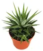 Haworthia fasciata "Big Band" - plante en pot de 10,5cm Voir les images du produit 2