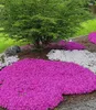BALDUR Garten 9x Teppichphlox 'Emerald Pink', Pflanzen im Produktbild-Vorschau 1