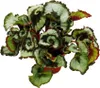 Blattschmuck-Begonie "Princess of Hanover" - Königsbegonie Produktbild-Vorschau 3