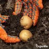 Saatkartoffeln Frieslander A 28/35 (5 kg) - Organifer Produktbild-Vorschau 5