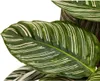 Calathea Ornata Sanderiana - Košík marante - Pokojová Náhled obrázku produktu 4