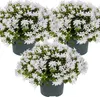 Bloomique - Lot de 3 - Campanula Ambella White - Campanule Voir les images du produit 1