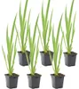6er Set - Iris Pseudacorus - Heimische Sumpf-Schwertlilie - Produktbild-Vorschau 1
