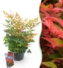 Green boutiQ - Plante de jardin - Nandina Gulfstream - Voir les images du produit 1
