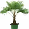 A potted palm tree against a white background. Produktbild-Vorschau