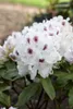 Rhododendron Hybr. 'Schneebukett', weiß, 30–40 cm Produktbild-Vorschau 1