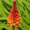 5er-Mix - Kniphofia Uvaria Grandiflora - Feuerpfeil - Produktbild-Vorschau 5