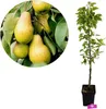 Pyrus communis 'Lisanne', stĺpovitá hruška, výška 100 cm, Náhľad obrázku produktu 1