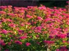 Stauden Gänge 10 x Spiraea japonica 'Anthony Waterer' - Produktbild-Vorschau 1