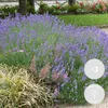 Bloomique - Lot de 3 - Lavandula Angustifolia 'Hidcote' - Voir les images du produit 2