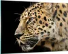 Bilder auf glas - Tiere Leopard wilde Katze wilde Tiere - Produktbild-Vorschau 1