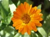 SAFLAX - Nagietek - 50 Nasiona - Calendula officinalis Podgląd zdjęcia produktu 4