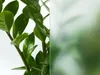 A close-up of a plant with green leaves next to a frosted glass panel. Produktbild-Vorschau