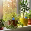 Relaxdays Tonspitzen Bewässerung, 4er Set, Wasserspender Produktbild-Vorschau 2