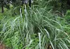 SAFLAX  - Citronella - 50 semi - Cymbopogon Anteprima dell’immagine prodotto 5