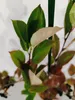 Aronia prunifolia 'Nero', aronie, bobulovitý keř, květináč Náhled obrázku produktu 5