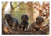 Dackel - lustige Gesellen auf kurzen Beinchen (Wandkalender Produktbild-Vorschau 2