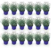 GreenboutiQ - Gartenpflanze - Lavandula angustifolia Produktbild-Vorschau 1