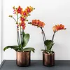 Kolibri Orchids | Orchidée Phalaenopsis orange odorante - Voir les images du produit 4