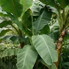 Bloomique - Musa basjoo - Banan ogrodowy - Roślina bananowa Podgląd zdjęcia produktu 3