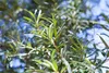 Hippophae rhamnoides, Sanddorn, 60–100 cm Produktbild-Vorschau 7