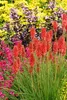 Stauden Gänge 1 x Kniphofia ‘Redhot Popsicle’ - Fackellilie Produktbild-Vorschau 2