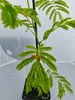 Lot de 4 plants d'Albizia julibrissin 'Rosea' (Arbre de Voir les images du produit 3