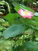 Lotus indien (Nelumbo nucifera)  - 5 graines Voir les images du produit 2