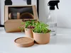 A close-up of microgreens growing in small paper pots, with a spray bottle and a cardboard box in the background. Náhľad obrázku produktu