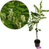 Robinia (Robinia pseudoacacia), witte acacia, hoogte 100 Productafbeelding-voorbeeld 1