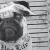 style3 Pug Tattoo T-Shirt Damen mops hund gangster rock Produktbild-Vorschau 2